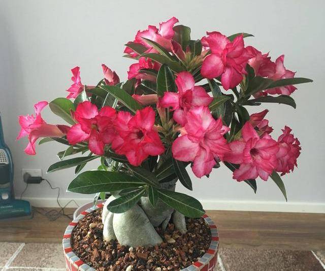 沙漠玫瑰怎么种?