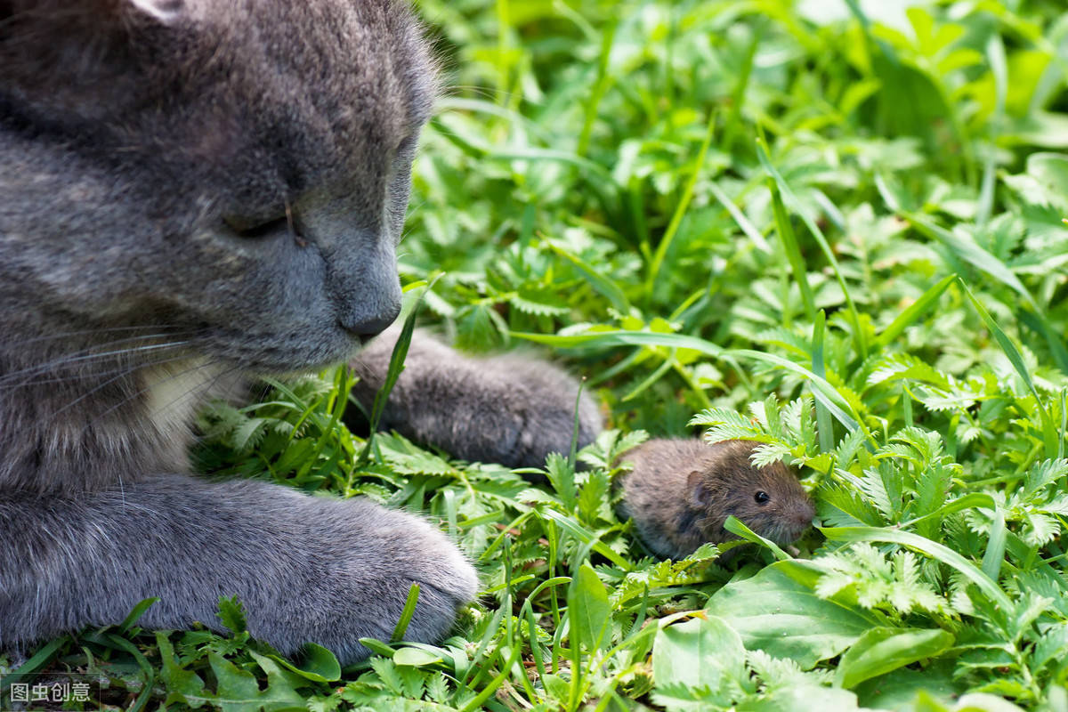 原创辟谣:宠物猫不抓老鼠是因为不缺乏牛磺酸?生活方式改变才是原因