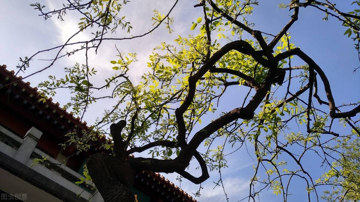 河北国槐树苗价格表大全