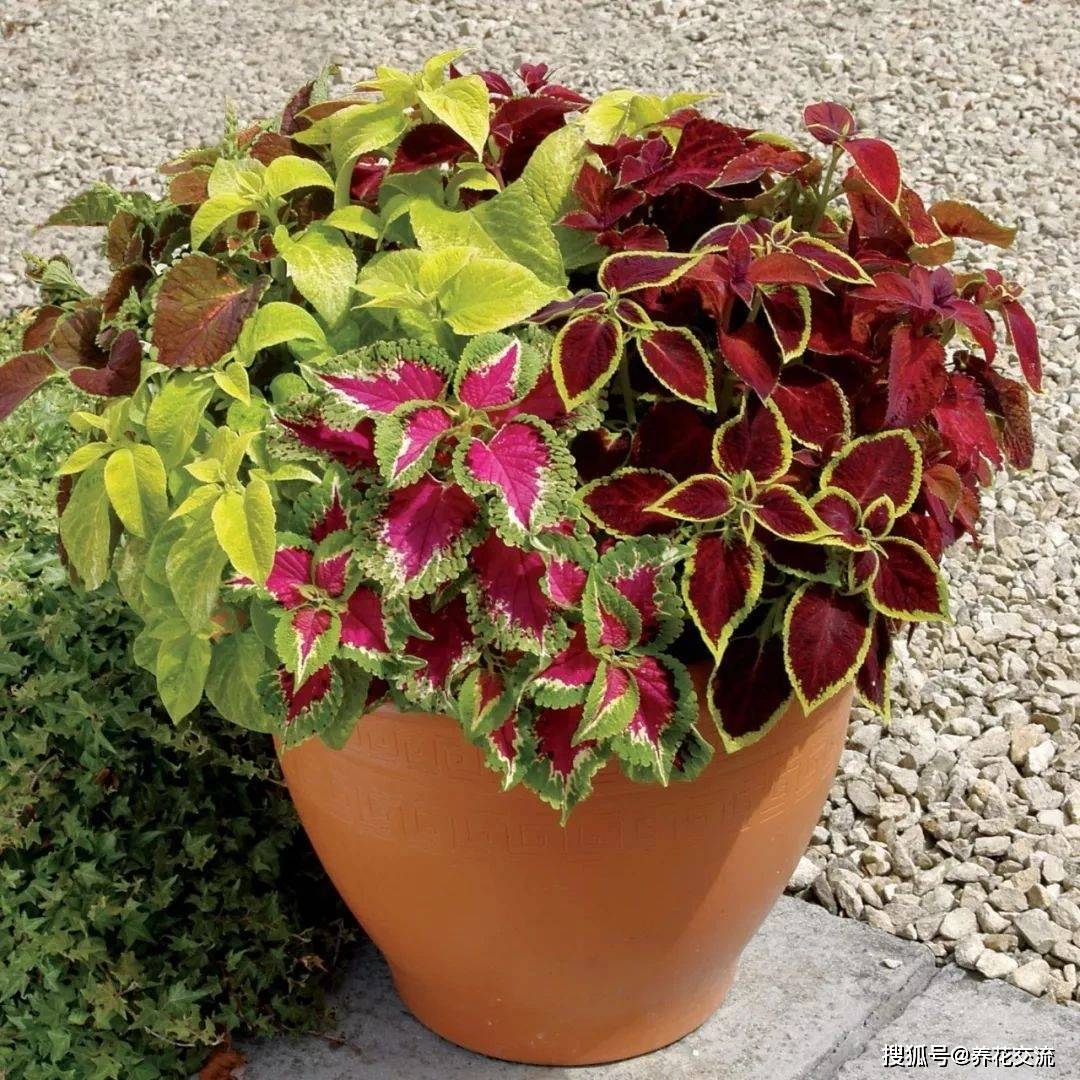 彩色叶子的锦紫苏,看多久都不腻的观叶植物,养好了也可以开花