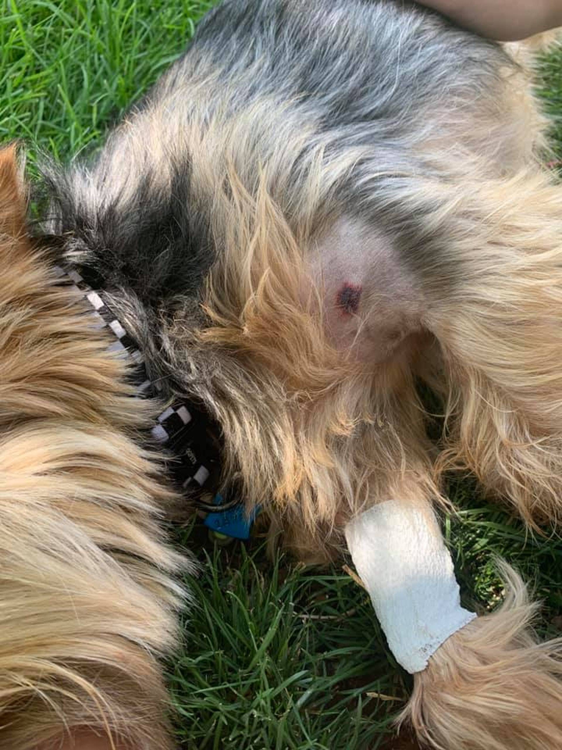 上山遇响尾蛇11岁约克夏犬护主被咬事后主人做法值得称赞