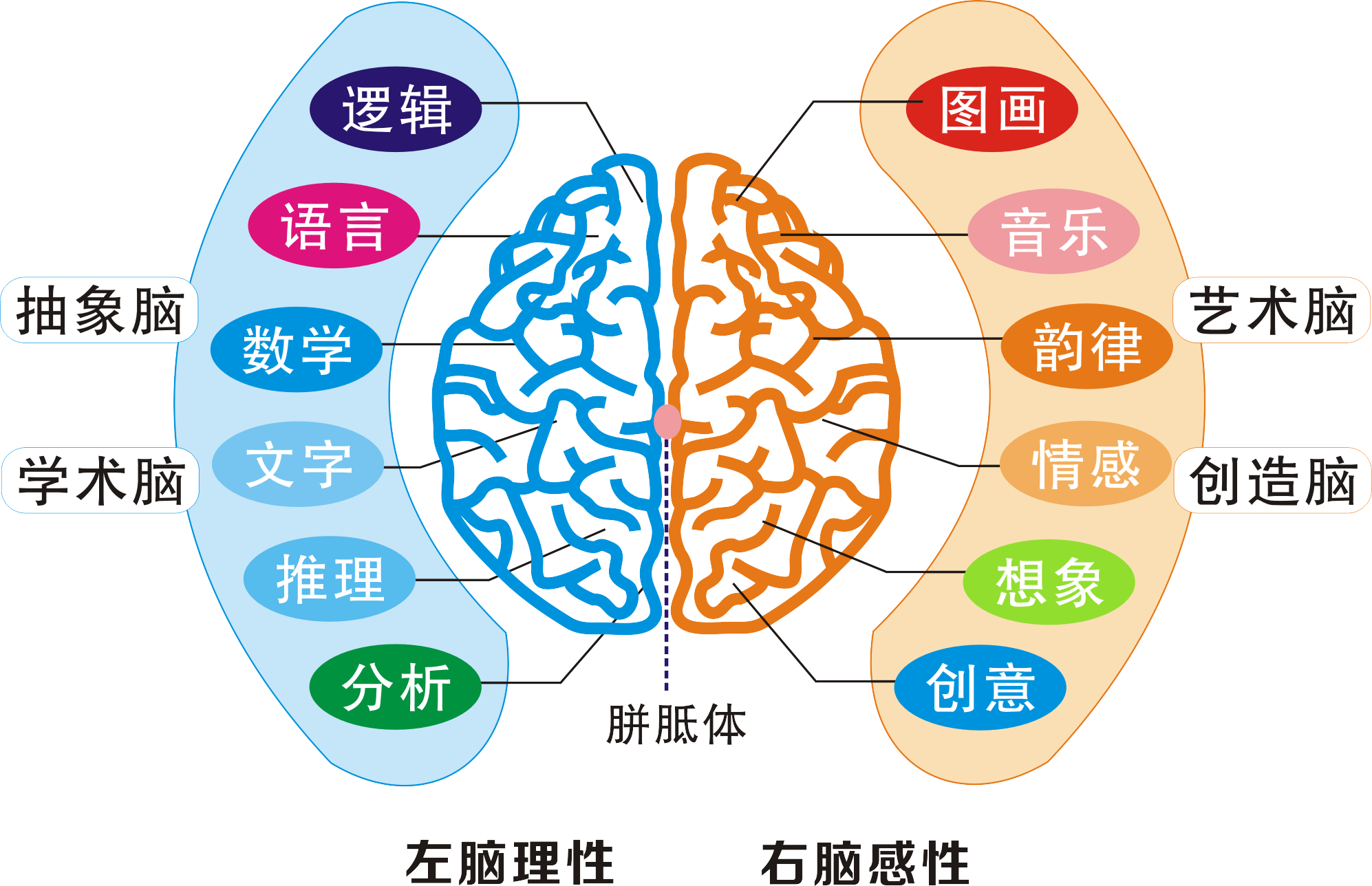 生物学家表示人体左右脑有不同的分工,左脑主要负责逻辑思维,右脑负责