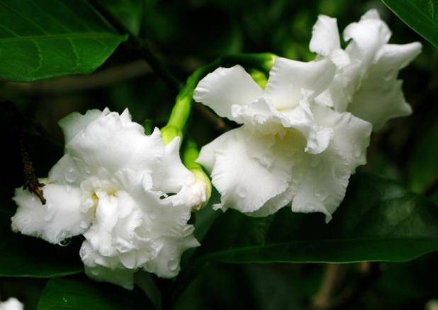 狗牙花,名字不雅花俊俏,洁白如玉花清香,降低血压还治狗咬伤