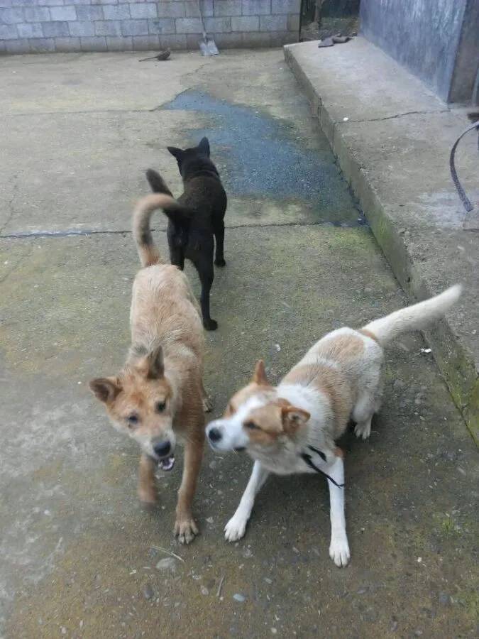 原生态田园犬.一头湘西犬王