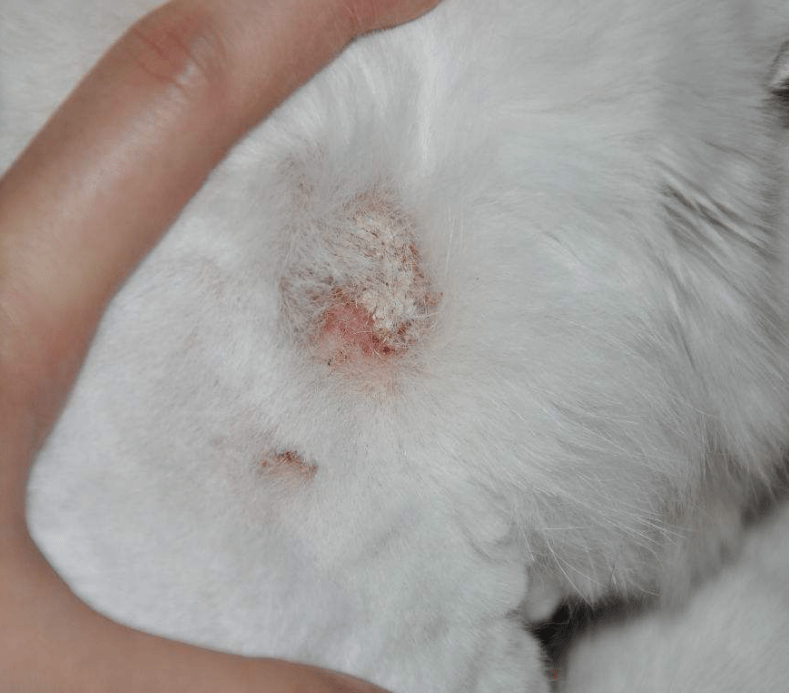是指猫的皮肤病,具有较强的感染性以及顽固性,猫藓是由真菌"犬小孢子