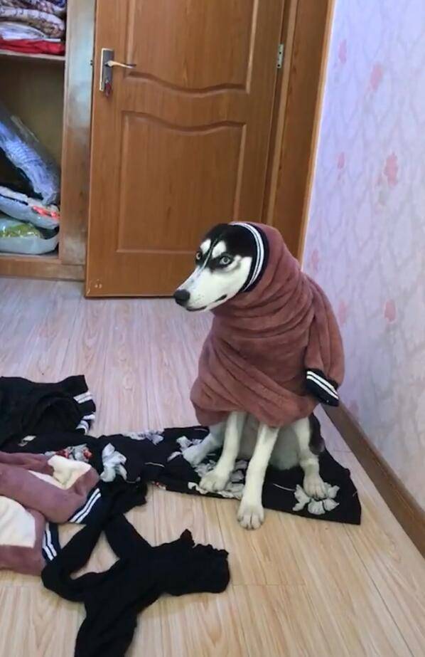 原创二哈变成狼外婆立马发飙起来小模样让主人笑倒