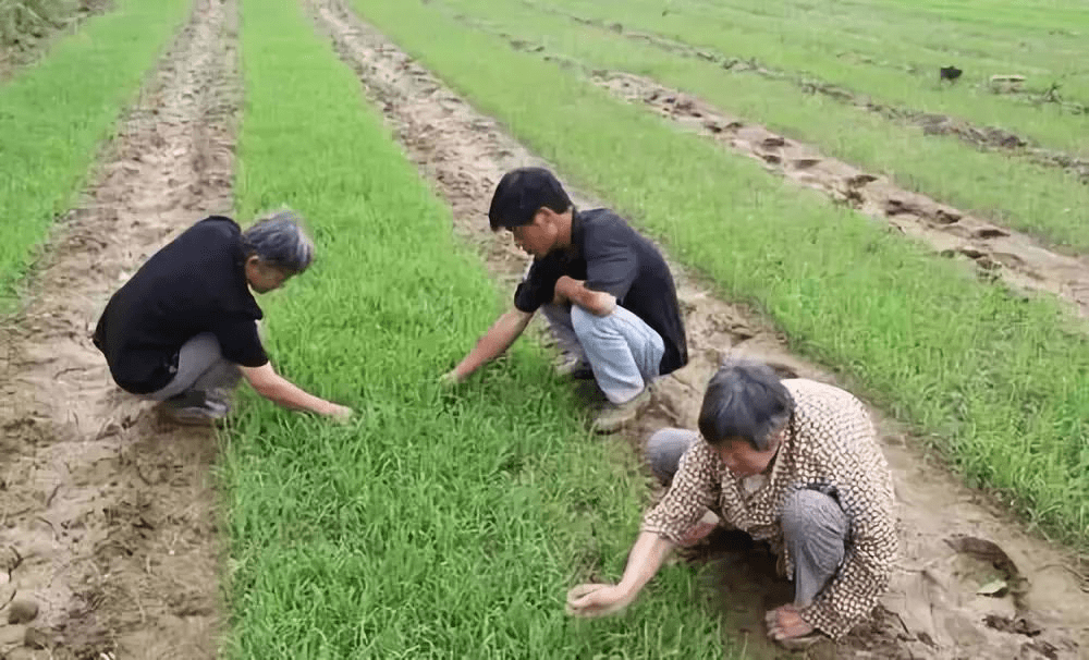 分散式小农经济下的土地农民在困惑中等待与期待