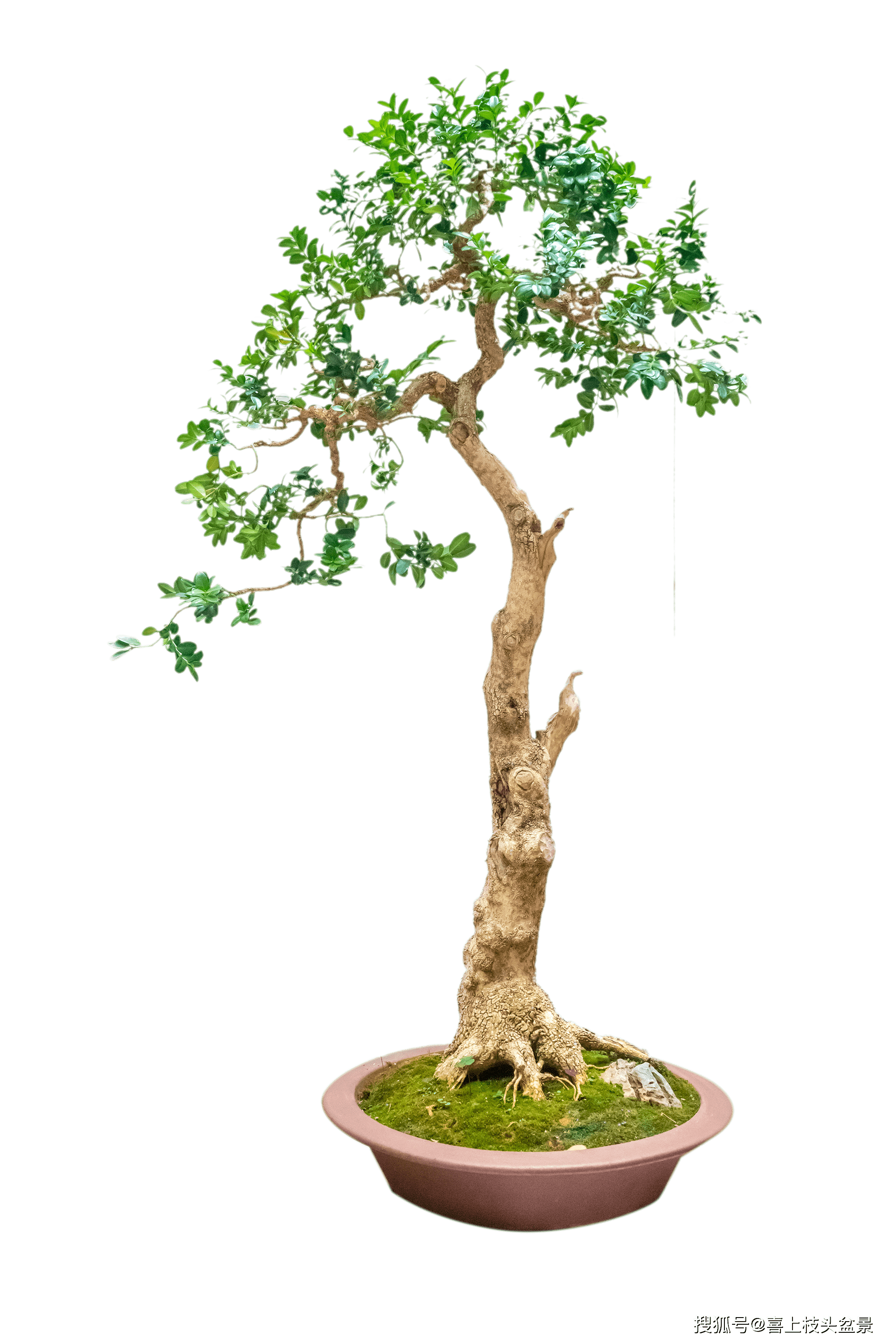 乌桕树盆景造型图片