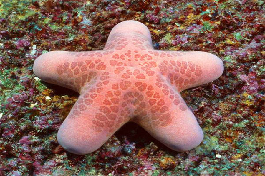 原创现实生活中的海绵宝宝章鱼哥成餐桌美食泡芙老师有毒