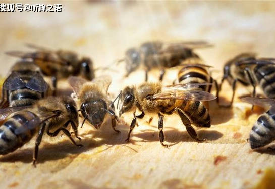 蜜蜂单倍体图片