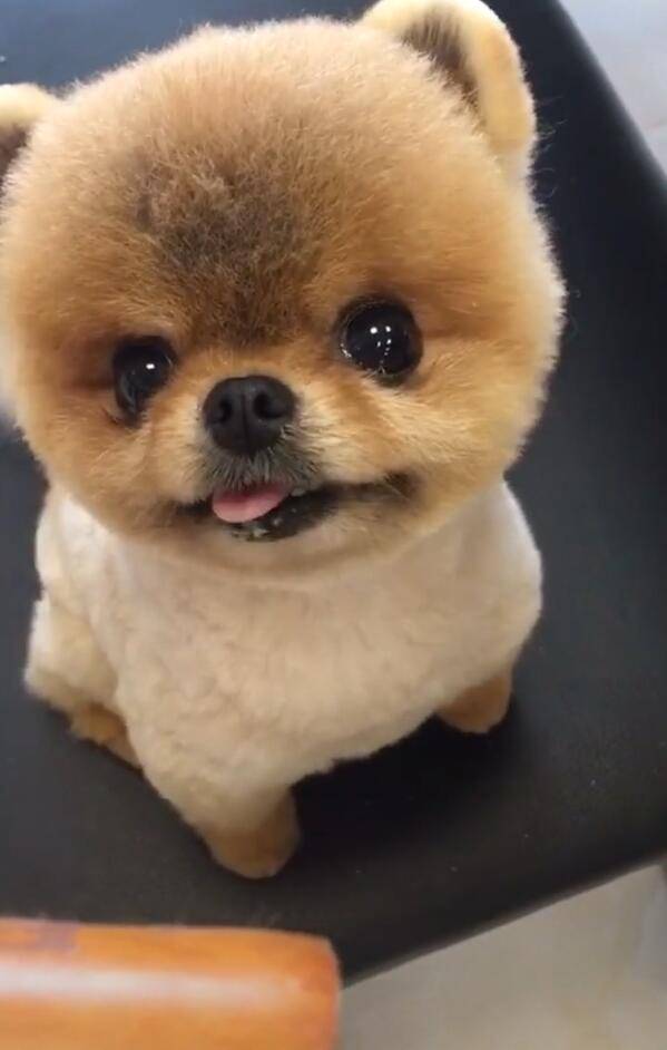 小狗两眼泪汪汪,吐出舌头卖萌,不带出去就要哭!_手机搜狐网