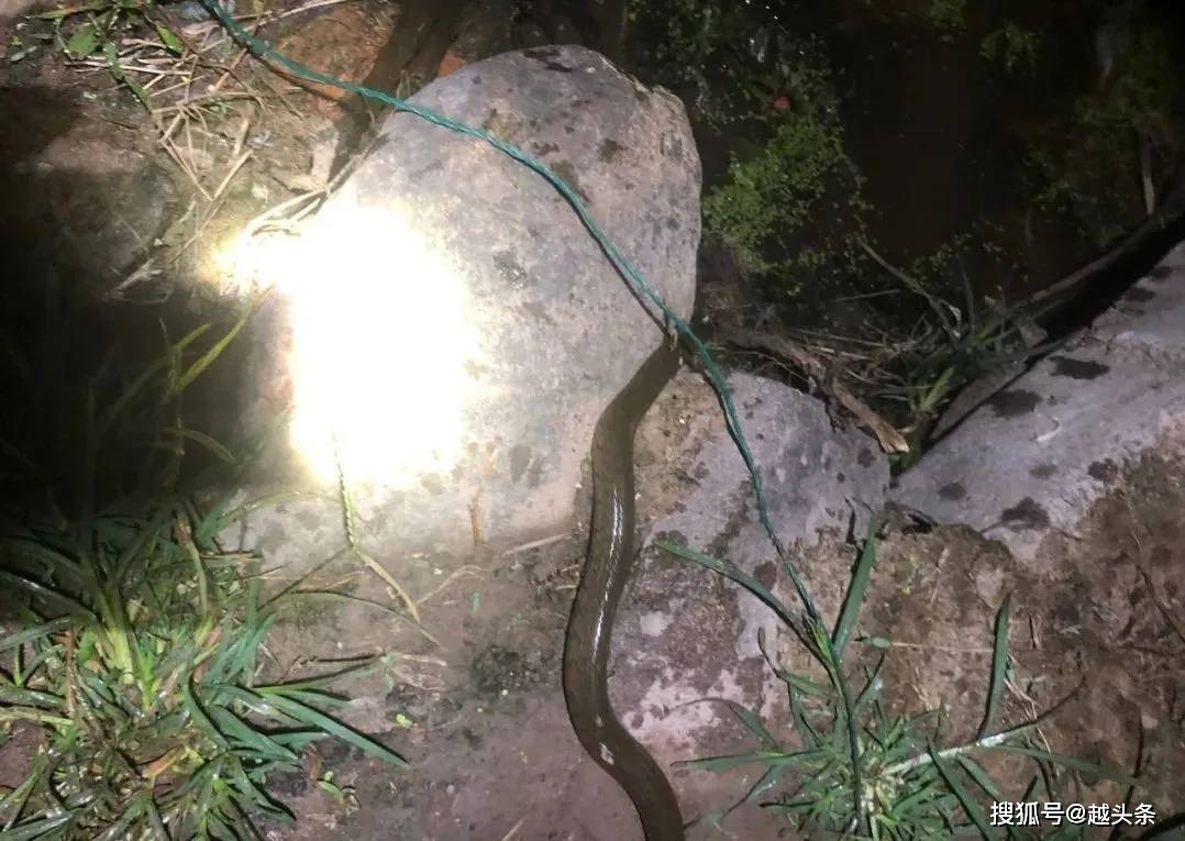 绍兴男子放笼抓黄鳝,竟抓到多条蛇!其中一条剧毒.