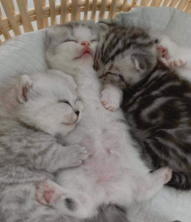 心系小猫咪:四只小萌宠睡觉姿势,幸福并萌化人心!