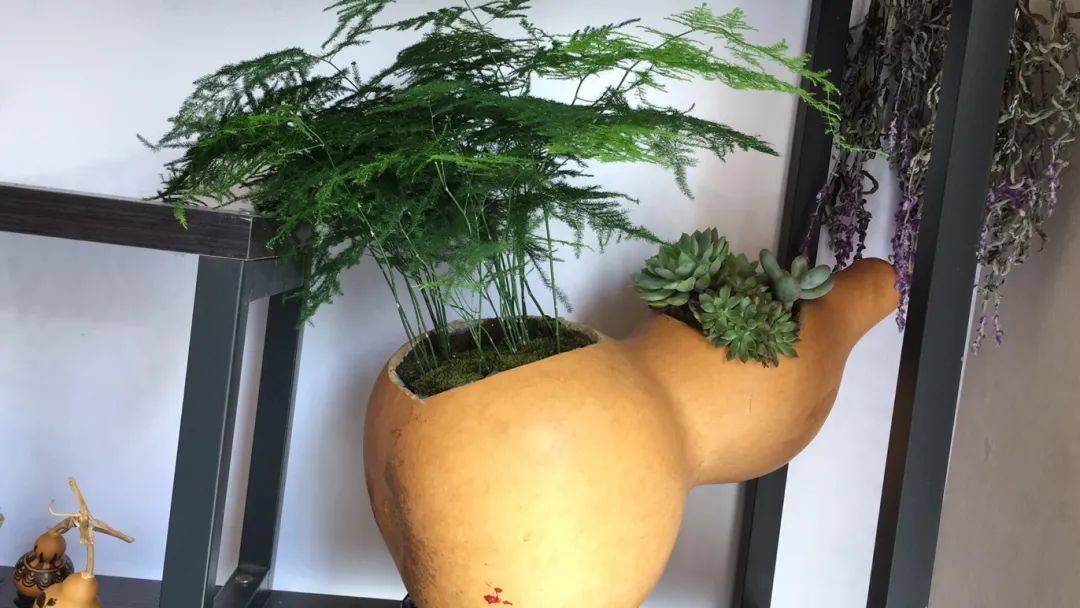 经过选材,凿洞,塑膜,到最后的移栽,一个个别样的葫芦盆景便完成了!