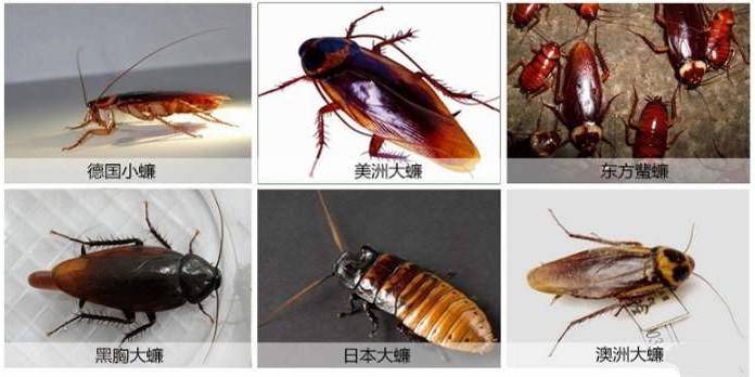 蟑螂的种类品种图片