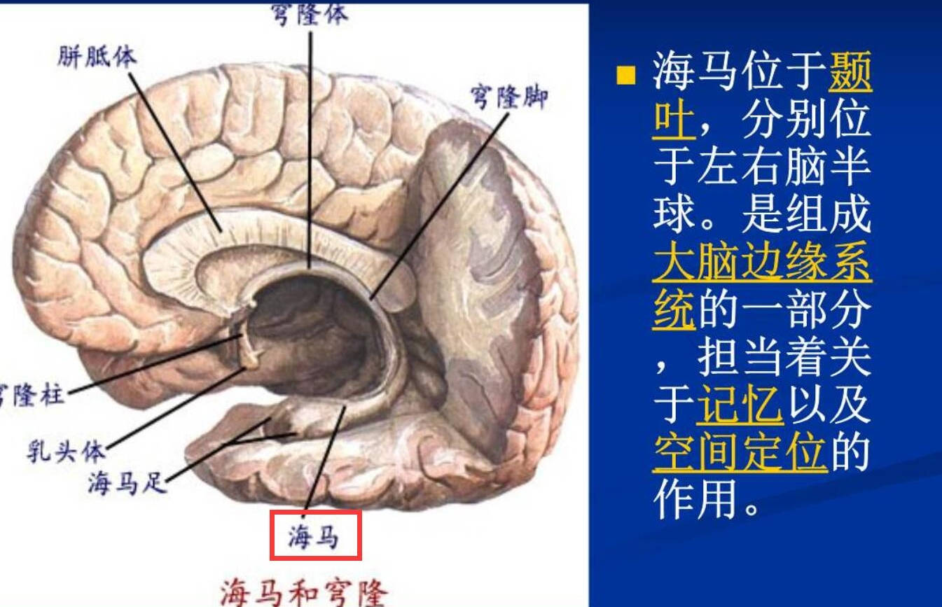 张光明:颞叶是功能非常复杂的脑叶,因此颞叶癫痫也成为常见的发作类型
