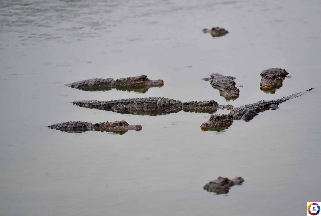 科研人员野外见证野生扬子鳄宝宝破壳,坚强可爱的样子,萌化了