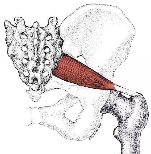 腰臀疼痛?腿無力?是這塊肌肉的問題沒錯了!