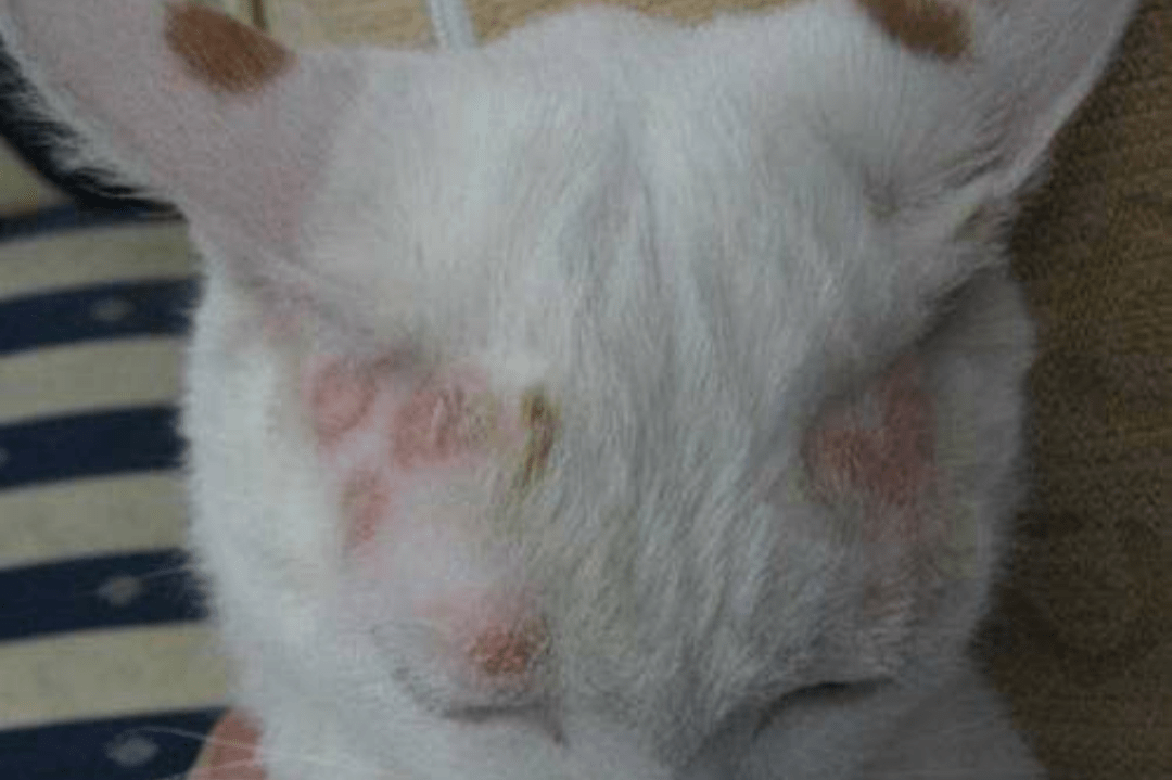 辟谣:猫咪感染猫癣以后就治不好了?检查下是不是治疗方式错了_真菌