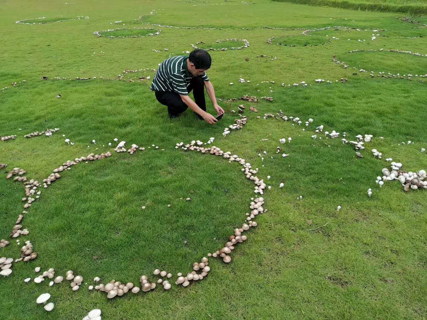 1/ 12 真菌生长后,随着蘑菇圈越来越大,合适的条件