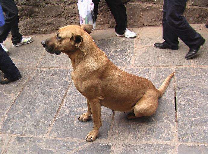 狗狗突然一瘸一拐不敢落地还能治疗好吗?