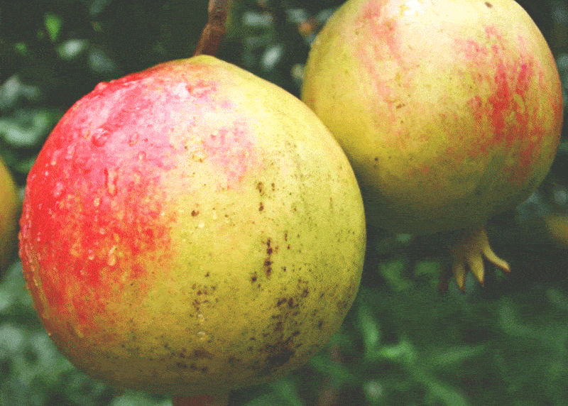 相较于阳光不是那么充足的黄石榴.糖分有所保留.