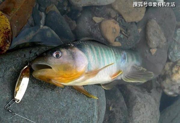 马口鱼禁止食用图片