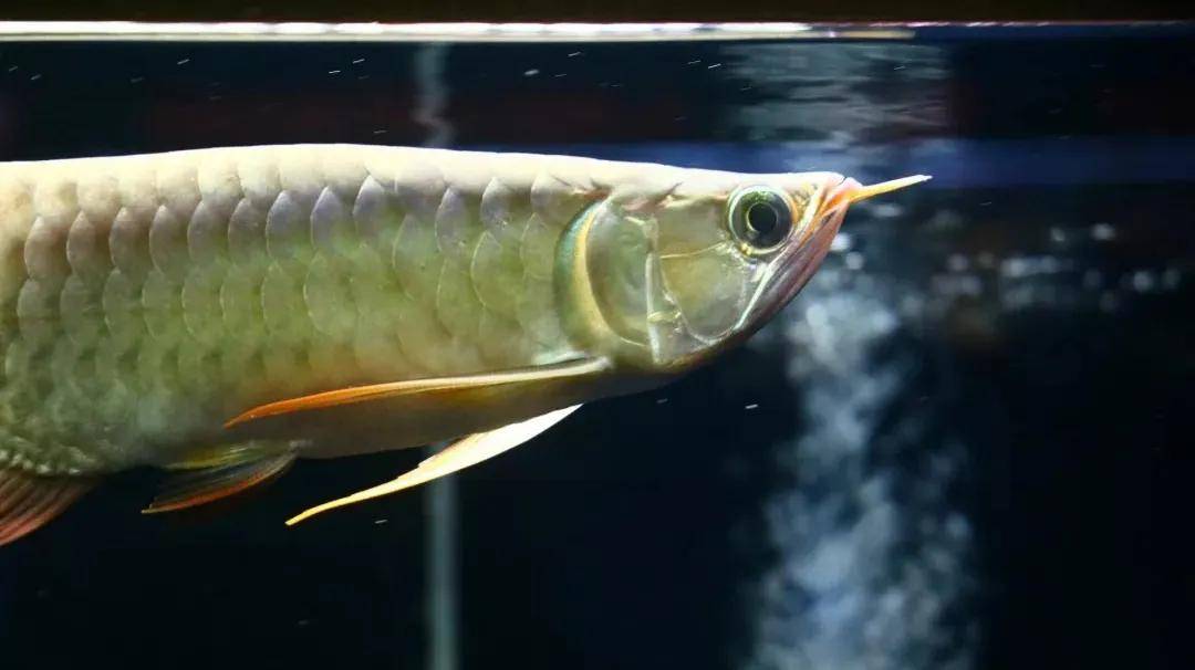 鱼缸里龙鱼的寿命不长原因在这里