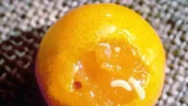 柑橘果实蝇(蛀果虫)高发,叮上一口,收成全无!专家教你防治