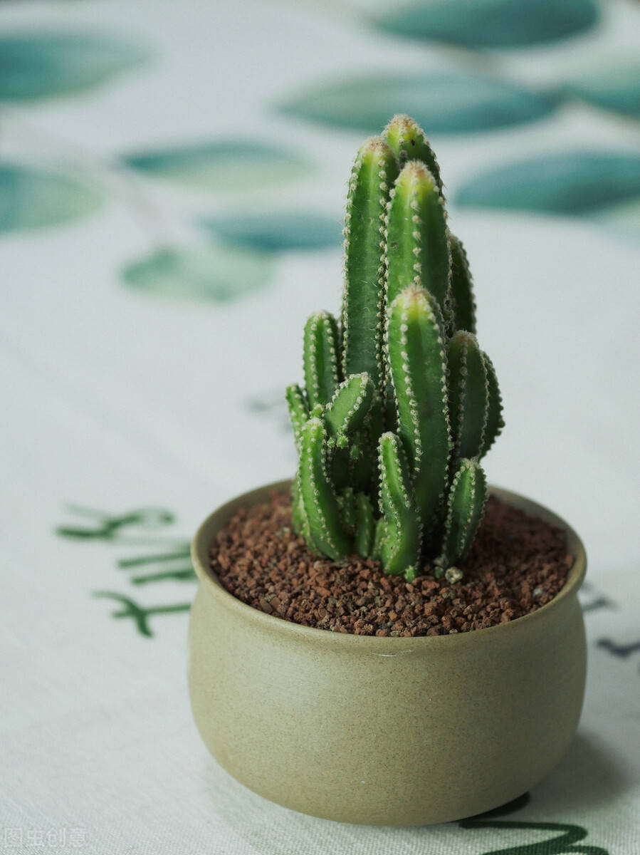 记得小时候在老家农村,房前屋后,道路边到处可见一种植物——仙人掌