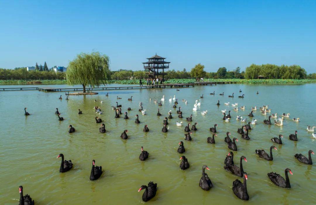 秋遊不能錯過的高顏值溼地臺兒莊雙龍湖溼地宛如走進一幅風光旖旎的