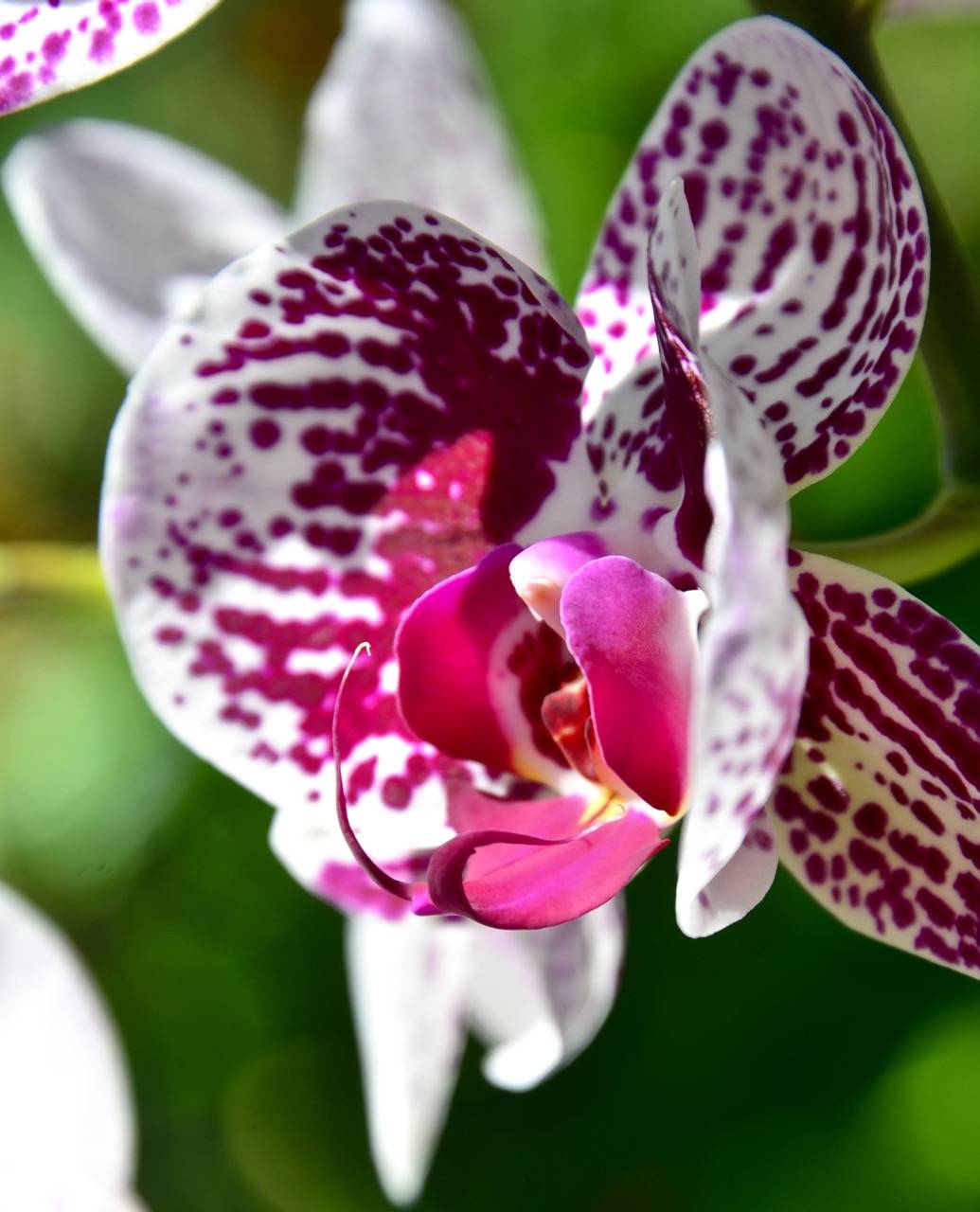 摄影图集:赏花吟诗九美兰花图