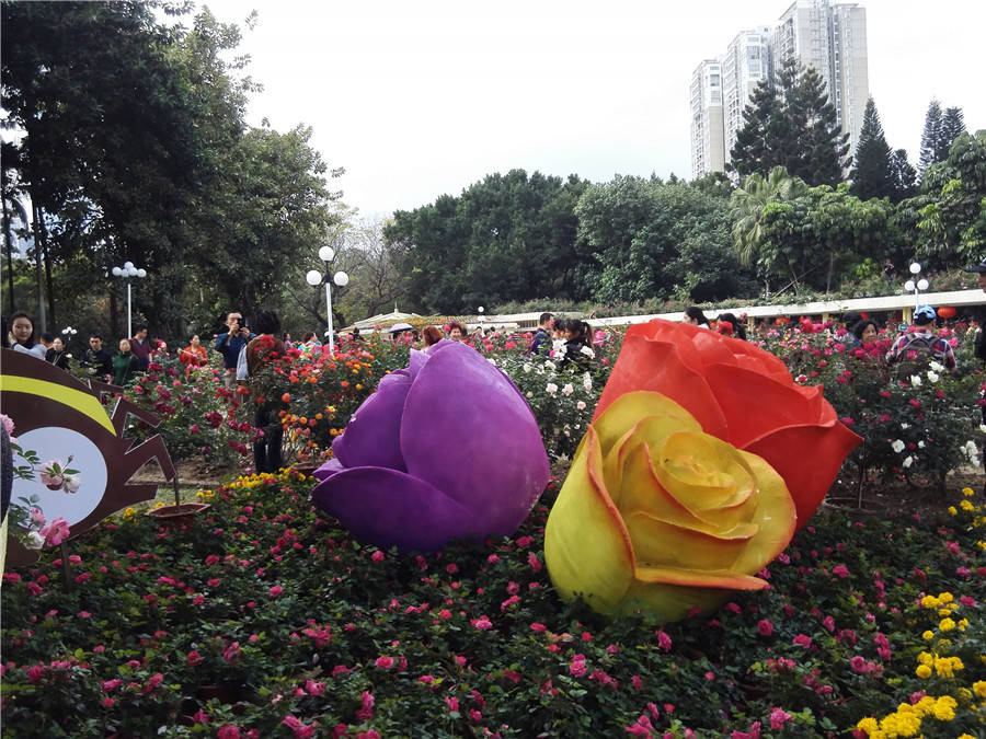 走进深圳人民公园,仿佛置身玫瑰花园,芳香扑鼻