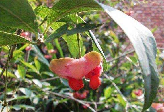 家门口种植一棵"摇钱树",满树"红蝴蝶",观赏起来真养眼_果实