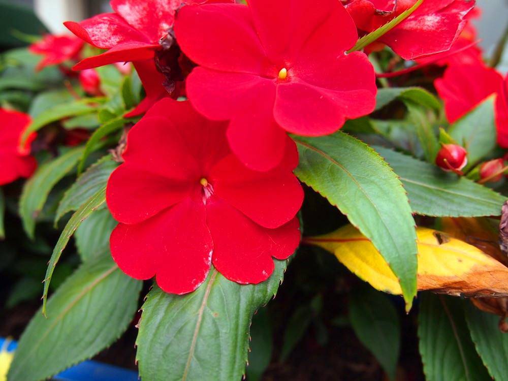 何氏凤仙花怎样养开花多颜色丰富老花农告诉你