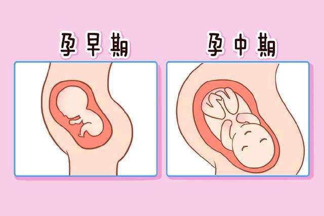 孕中期胎儿发育迅速,每个月需求的营养有侧重,参考此食谱补充