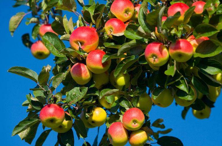 今日主题:苹果树养护小窍门,跟着老花农学几招,让你的果树结满