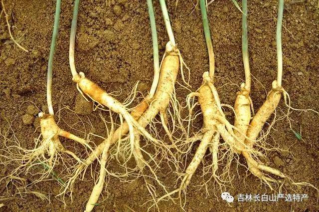 同为人参,大有不同:野山参,林下参,园参_种植