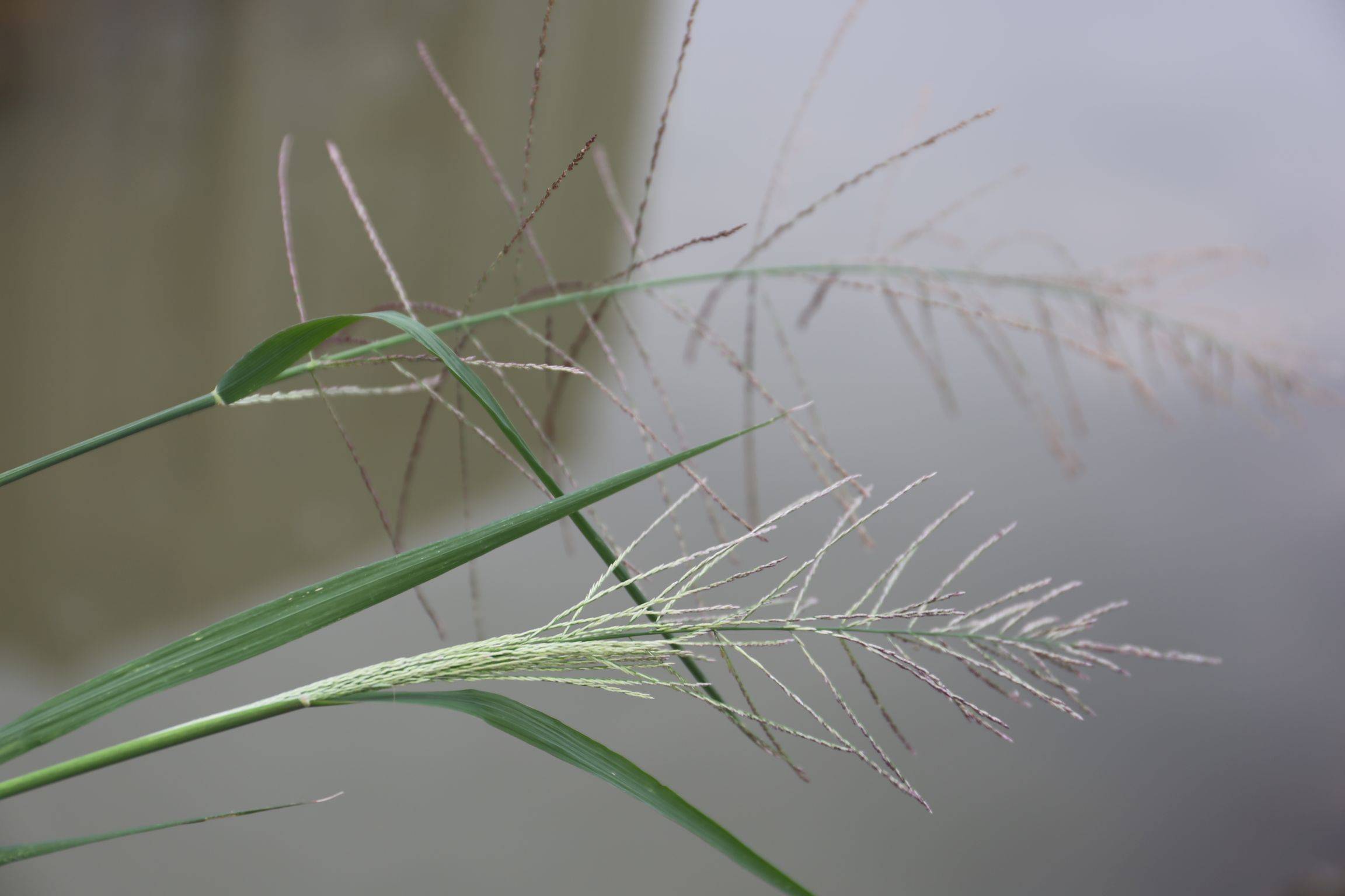 庆元植物1257-禾本科-千金子属-千金子 种拉丁名
