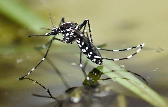美国山火持续又爆发了蚊灾为何飓风后有这么多蚊子