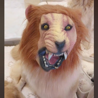 家里就养了很多字狗狗,光是金毛就有三只了,还有一只是很调皮的哈士奇