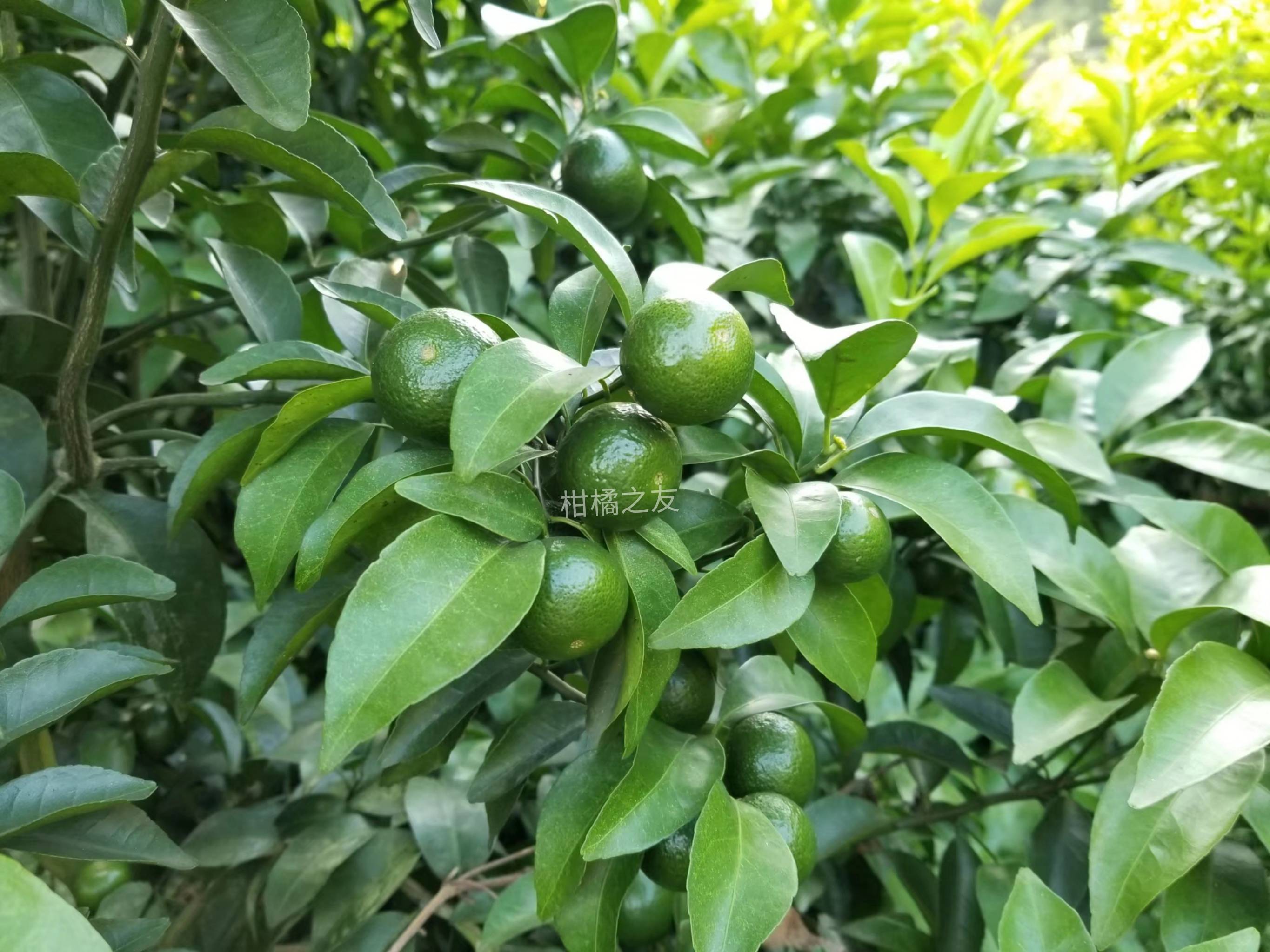 柑橘果实偏小淋什么肥喷什么叶面肥详细版