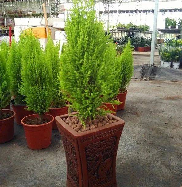 柠檬香气挺拔伟岸的香冠柏,金冠柏这么养护,叶片金黄枝干壮硕