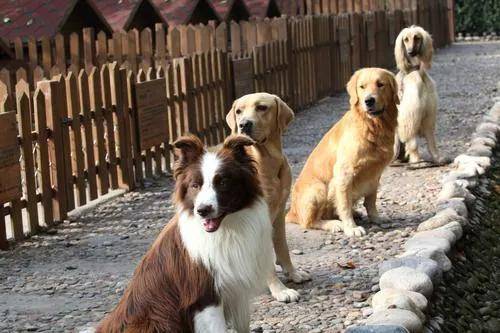 宠物活体繁育与交易市场怎么搞,这份报告说了这6点_养殖