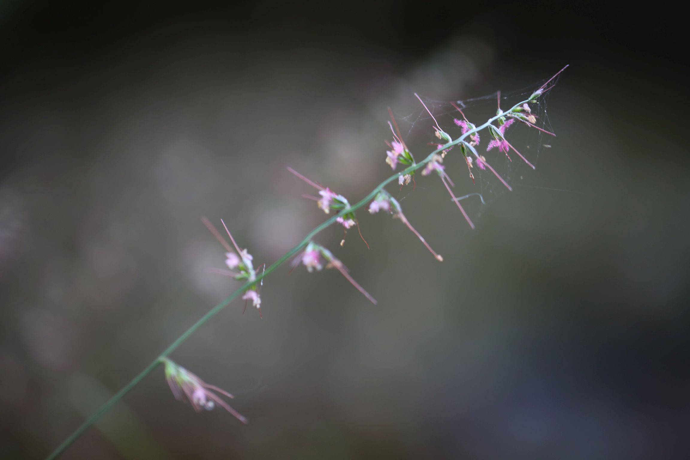 庆元植物1259-禾本科-求米草属-日本求米草(变种)