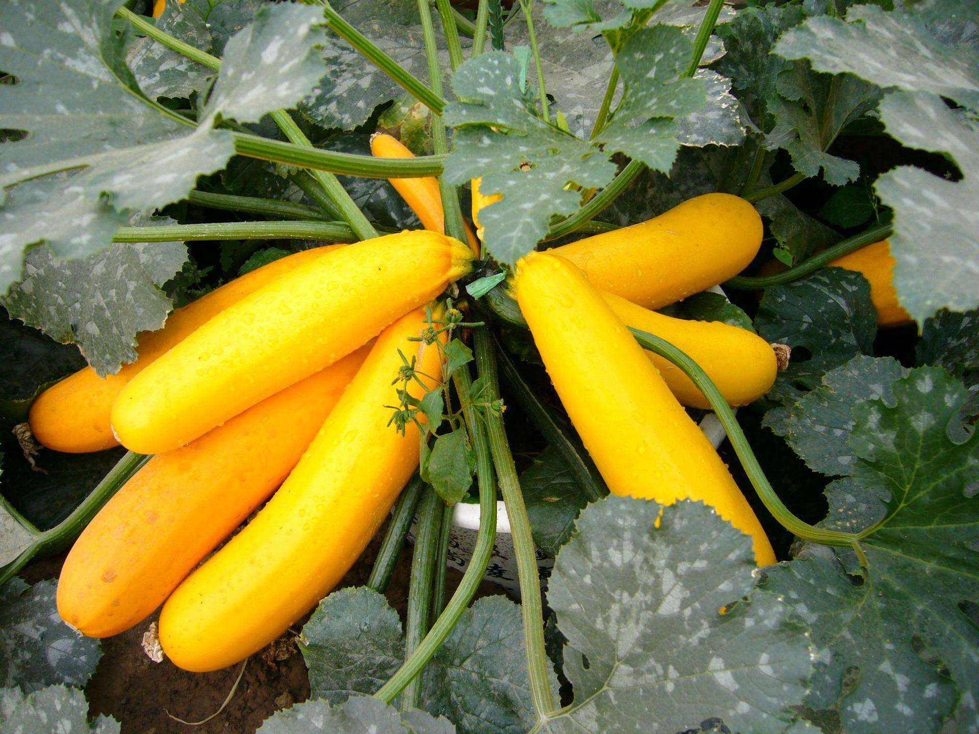 西葫芦长得像香蕉,农村小伙1斤卖10元,你吃过吗?