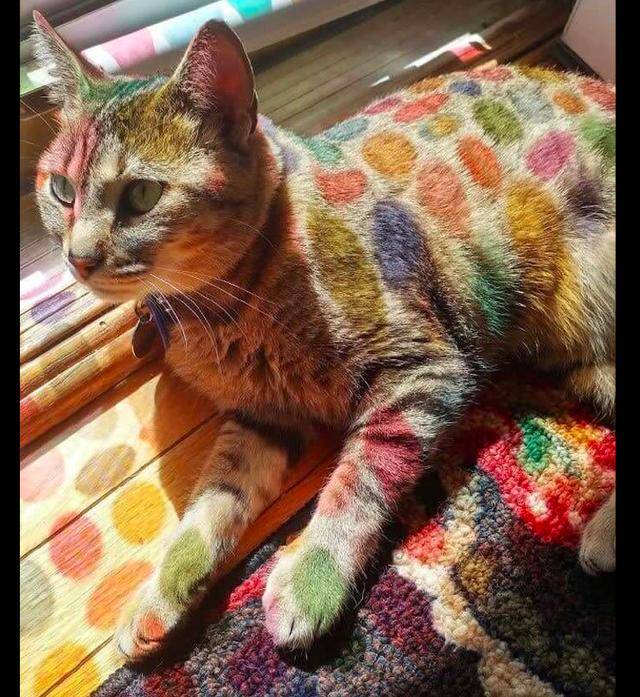 猫咪染色造型图片大全图片