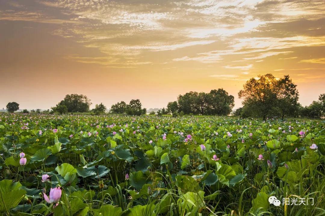 张家湖国家湿地公园竟是这样美地点在天门一群摄影师拍摄一年多没拍够