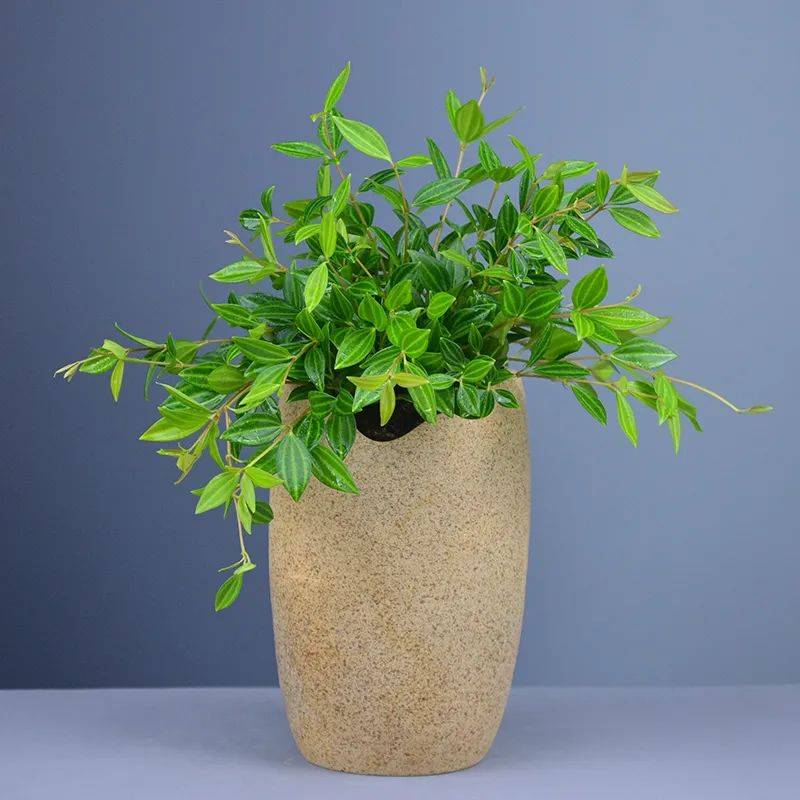 清新洒脱亮丽的钻石翡翠白脉椒草这么养护玲珑秀美枝干丛生