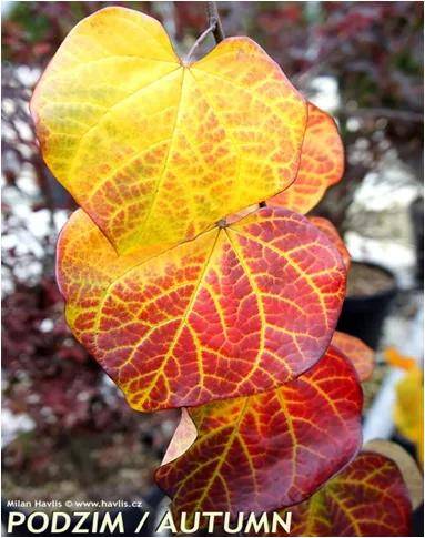 国内外紫荆属植物叶子特写集锦